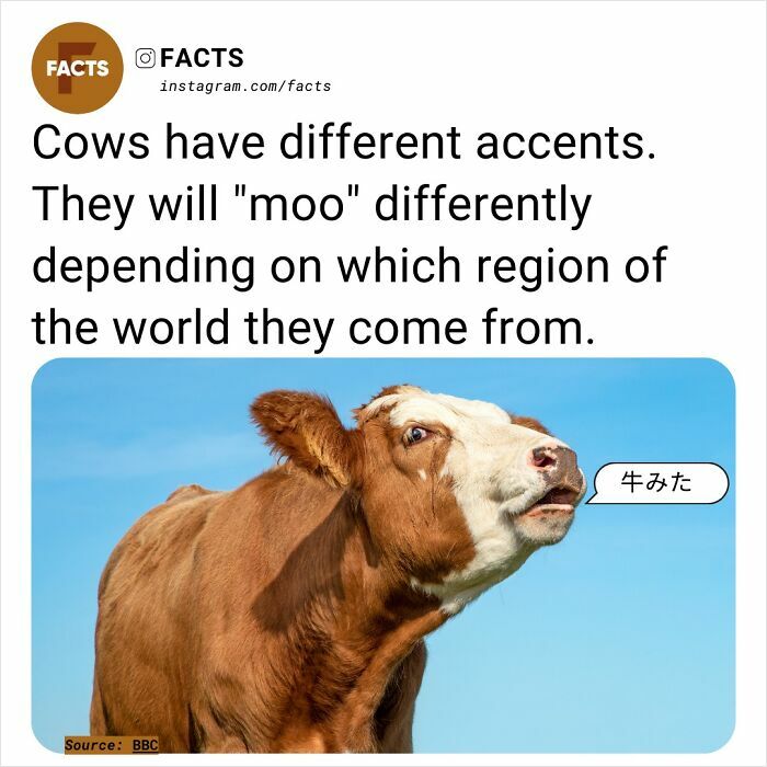 Cow with different regional accents, depicted with speech bubble under blue sky.