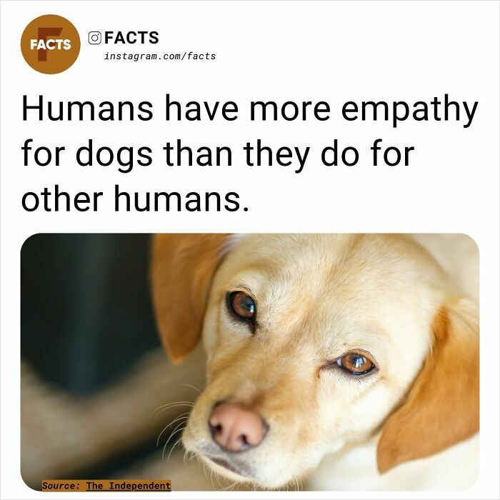 Cute dog with a caption about human empathy for dogs being greater than for other humans.
