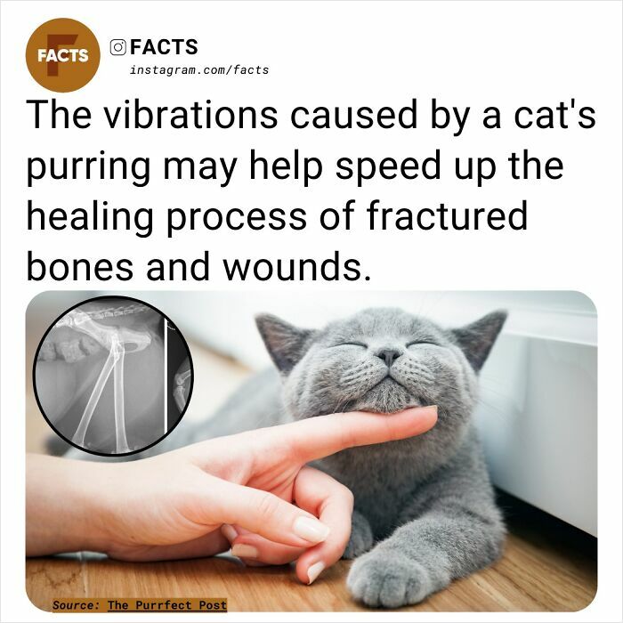 Cat purring may speed healing; content cat being petted, showing fascinating facts about vibrations aiding recovery.