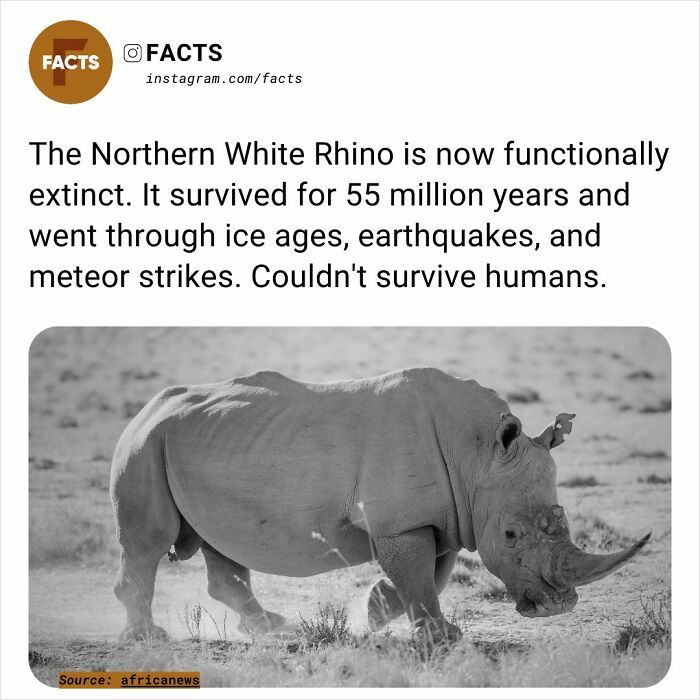 Northern White Rhino walks in the wild, highlighting fascinating facts about its extinction despite surviving natural disasters.