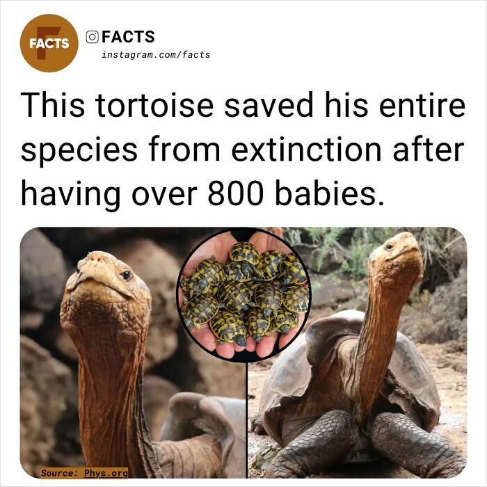 Fascinating tortoise that saved its species by fathering over 800 offspring, featuring close-up image and text description.
