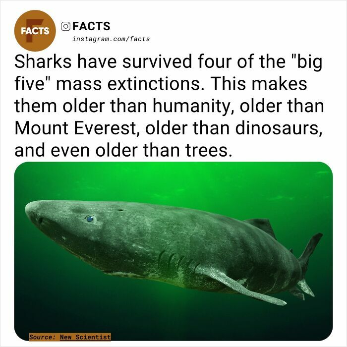 Shark swimming in deep green water, highlighting its survival through four mass extinctions, older than humanity.