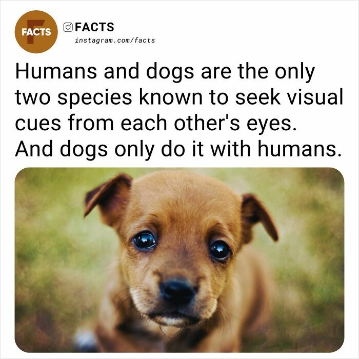 Cute puppy looking at the camera, illustrating fascinating facts about human-dog visual communication.