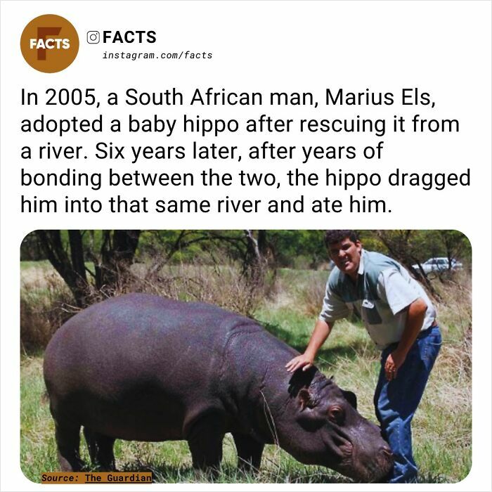 Man with a rescued hippo in South Africa, highlighting fascinating facts about their unusual bond.