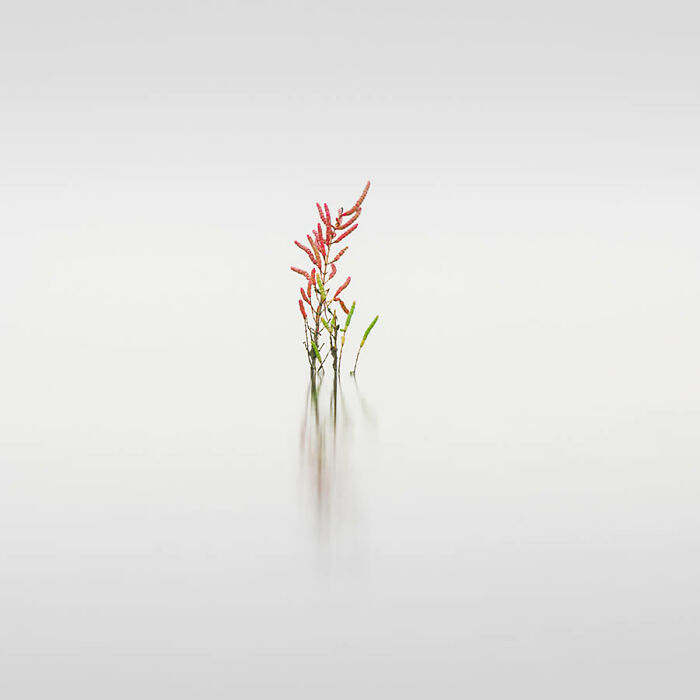 Delicate plant emerging from tranquil water, showcasing breathtaking nature photography.