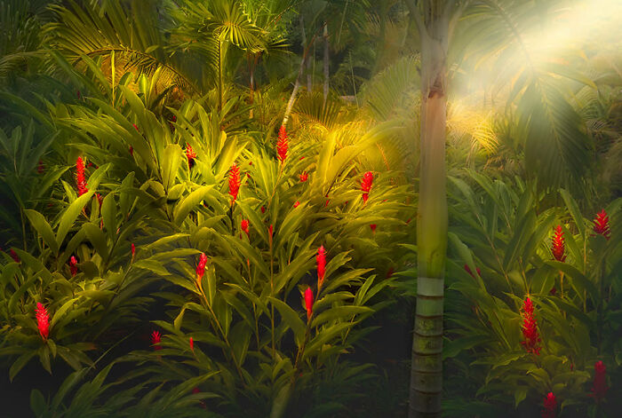 Sunlight filtering through lush foliage, highlighting vibrant red flowers in the forest; a winning nature photo.
