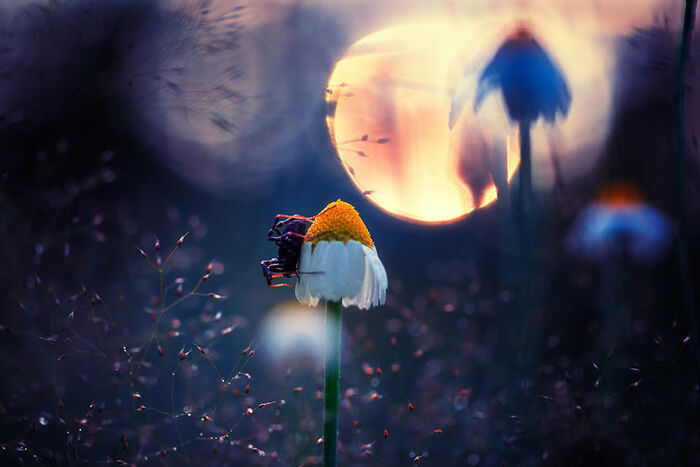 Close-up of a daisy against a vibrant sunset, showcasing award-winning nature photography from 2025.