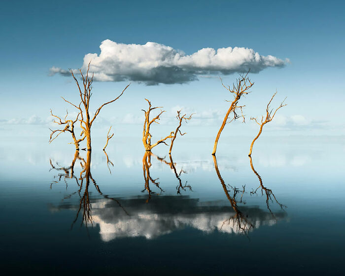 Barren trees reflected in serene water, under a solitary cloud in a nature photo.