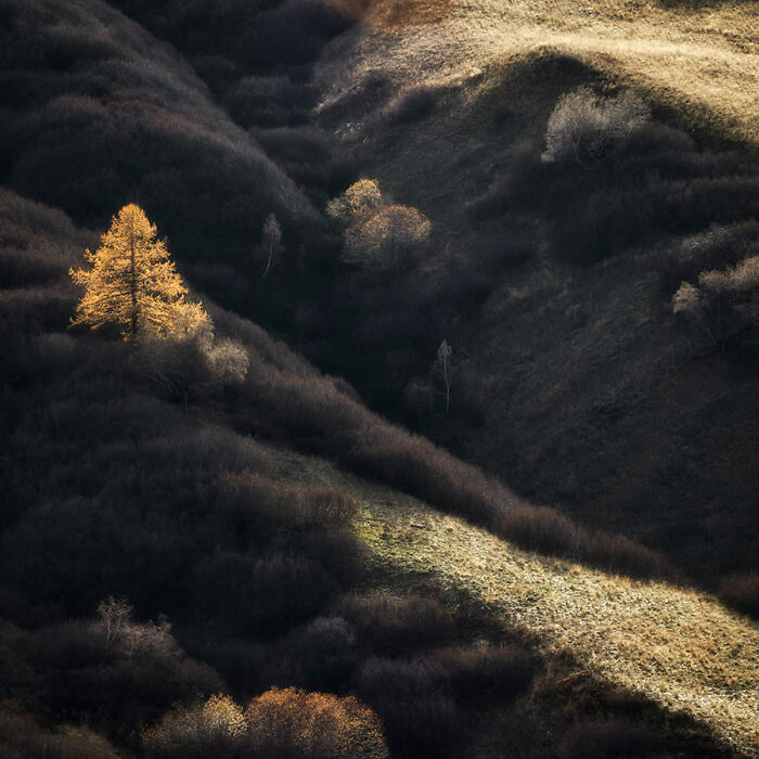Golden tree in a sunlit valley, fine art photography capturing nature's breathtaking beauty.