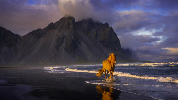 Golden horse running on a beach with mountains in the background, captured at the Fine Art Photography Awards.