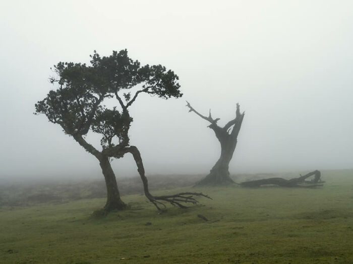Two trees in misty landscape, showcasing award-winning fine art nature photography.