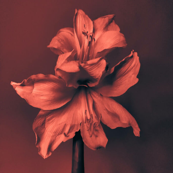 Red flower close-up, showcasing its delicate petals, highlighting its stunning beauty in fine art photography.