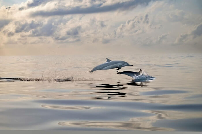 Dolphins leaping in calm ocean at sunset, capturing award-winning nature photo.