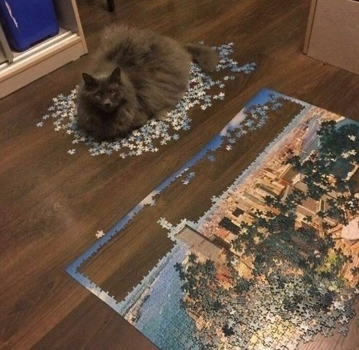 Fluffy gray cat sitting on scattered puzzle pieces with a partly completed jigsaw nearby, showcasing a quirky scene.