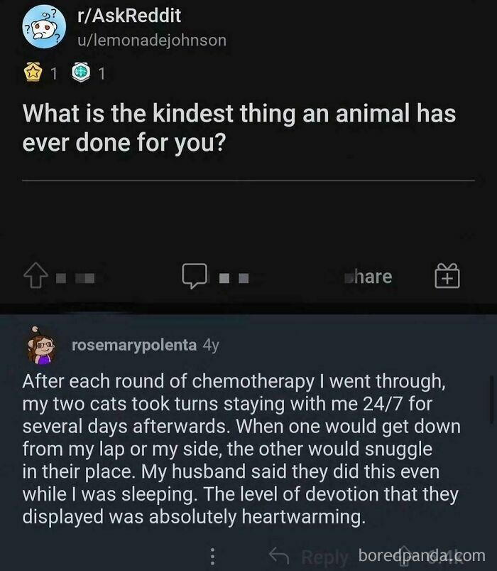 Reddit post sharing a heartwarming story of cats providing uplifting moments after chemotherapy sessions.