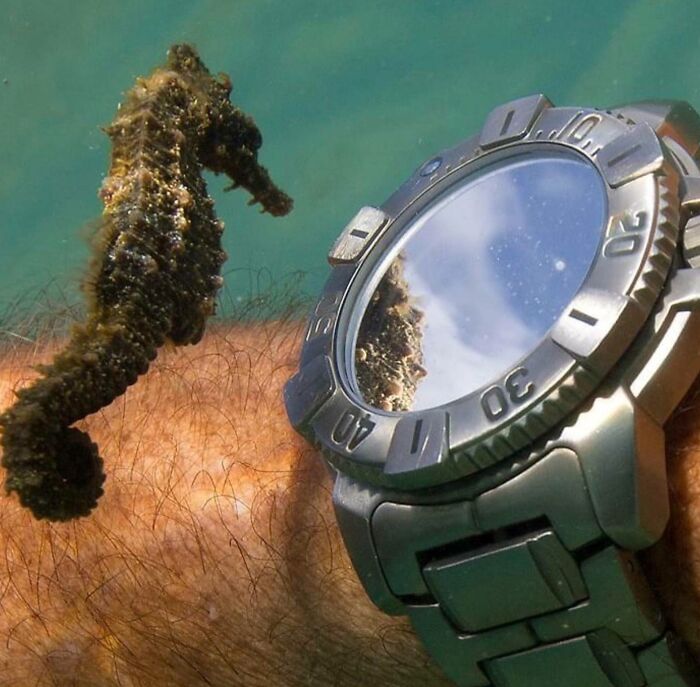 Underwater seahorse facing a watch reflecting its image, illustrating one-in-a-million coincidences in nature.