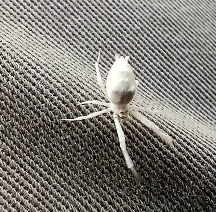 Close-up of a rare white spider on textured fabric, illustrating a one-in-a-million coincidence in nature.