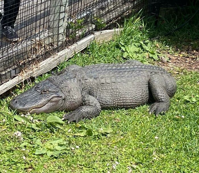 Large alligator resting on grass near a wooden fence, illustrating one-in-a-million coincidences in nature.