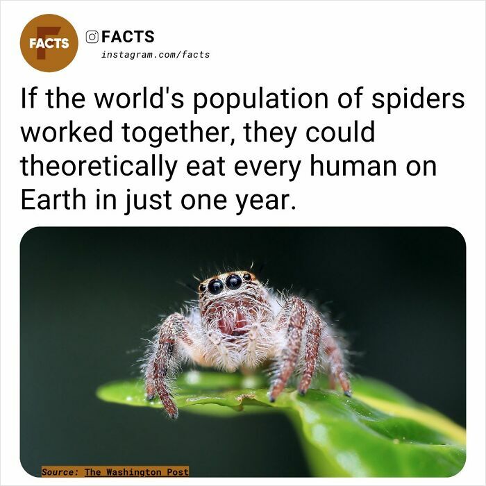Close-up of a spider on a leaf, highlighting a fascinating fact about the potential impact of spiders on the human population.