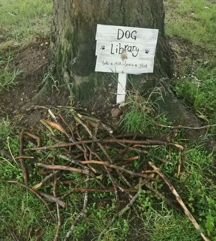 Dog library with sticks arranged at the base of a tree, a pure and uplifting moment in nature’s daily scroll.