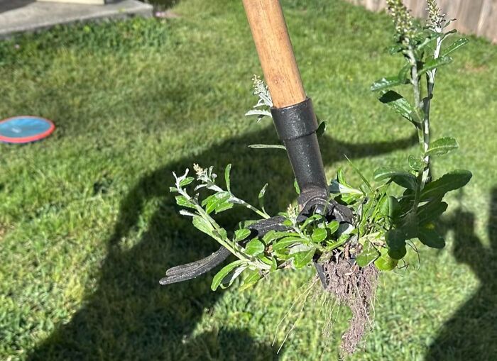 Gardening tool removing weeds with roots from lawn, illustrating life’s too short time savers in outdoor maintenance.