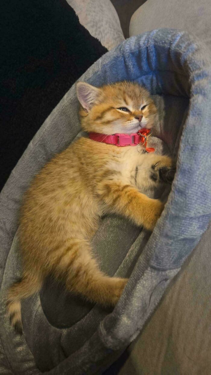 Adopted kitten in a pink collar, cozy in a soft bed, inspiring pet adoption.