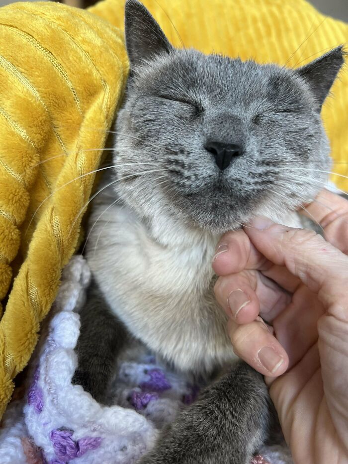 A cozy cat wrapped in blankets enjoys a gentle chin scratch, showcasing the joys of animal adoption.