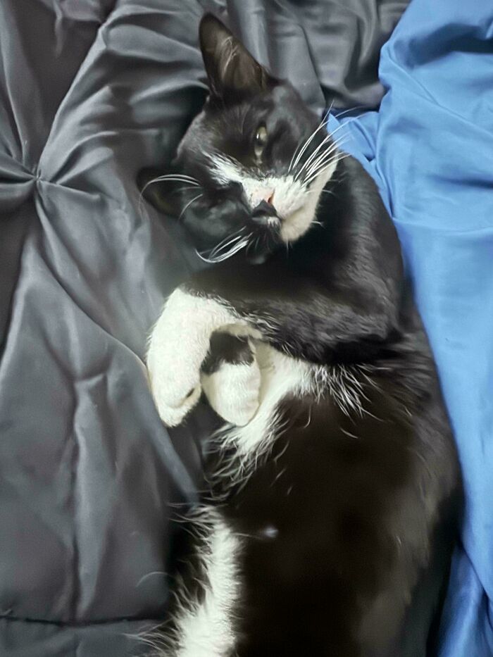 Black and white cat lounging on a blue blanket, perfect for pet adoption inspiration.