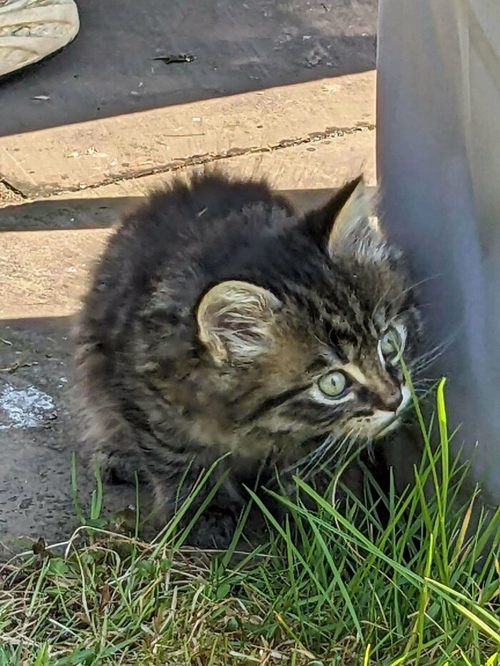 Fluffy kitten with wide eyes hiding near a wall, encouraging animal adoption.