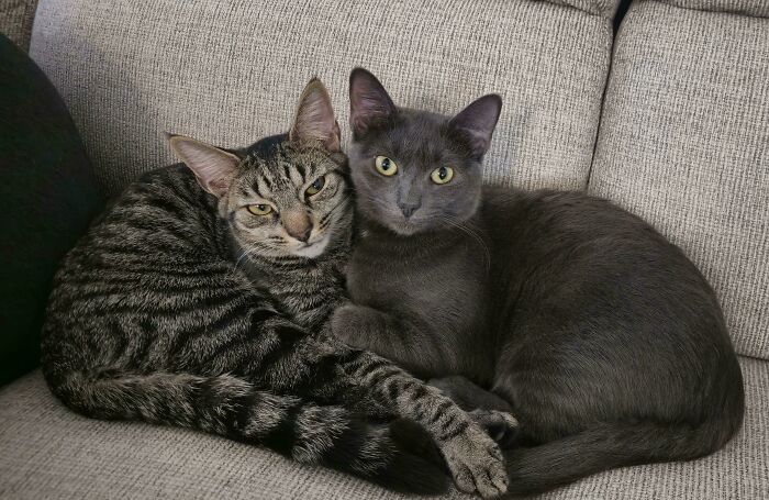 Two adopted cats cuddling on a sofa, showcasing the joy of pet adoption.