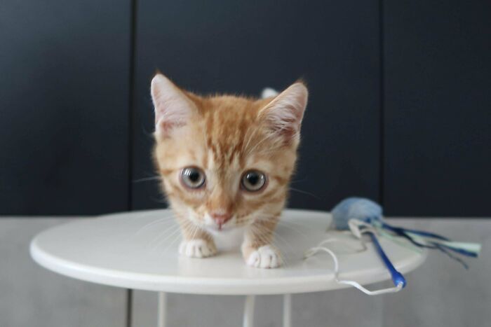 Cute orange kitten on a round table looking curious, inspiring animal adoption.