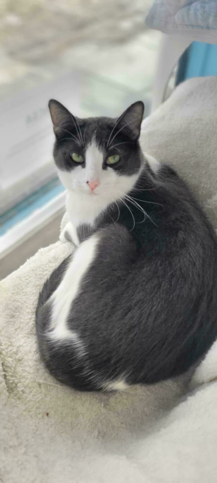 Black and white cat with green eyes resting on a cozy blanket, inspiring animal adoption.