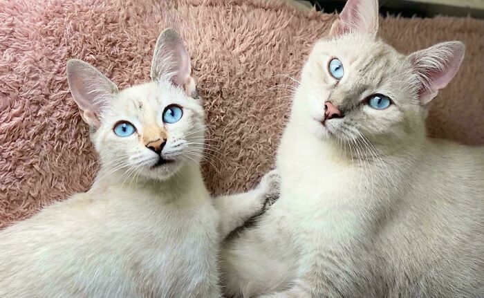 Two white cats with blue eyes snuggling on a fluffy pink blanket, showcasing animal adoption joy.