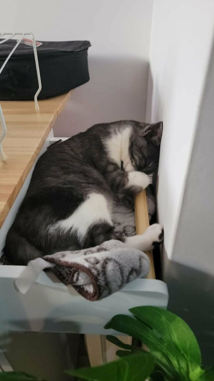 Sleeping cat curled up in a cozy drawer, inspiring animal adoption.