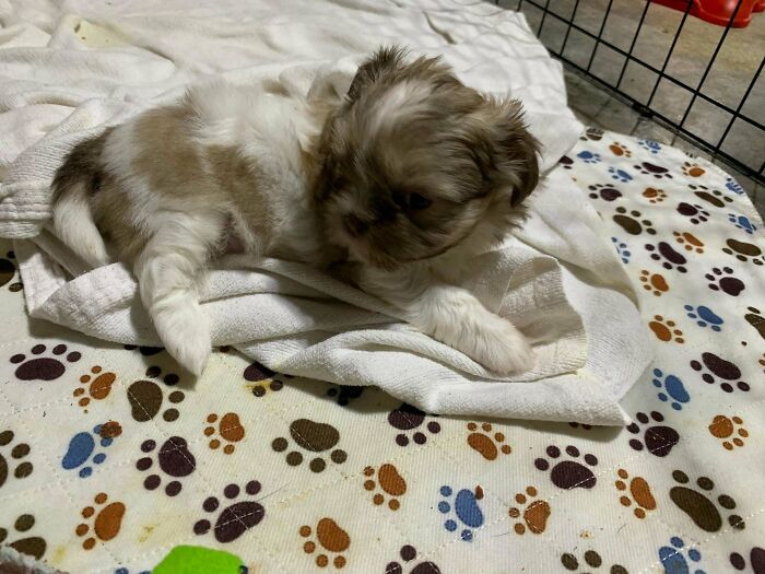 Cute puppy on a paw print blanket, inspiring animal adoption.