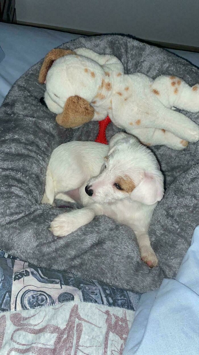 White puppy snuggling with a toy dog in a cozy bed, showcasing a heartwarming animal adoption moment.