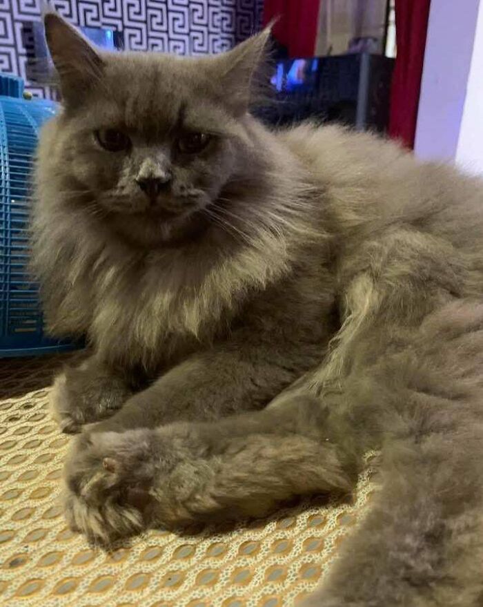Fluffy gray cat lounging indoors, inspiring pet adoption from animal shelters.