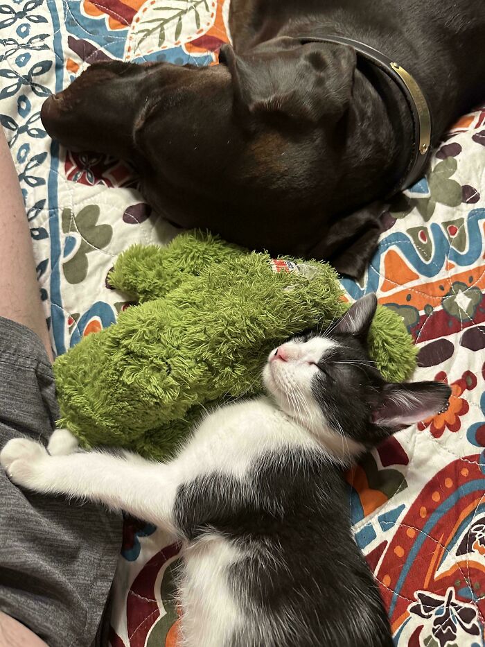 Cat and dog cuddling on a colorful blanket with a green toy, showcasing animal adoption harmony.