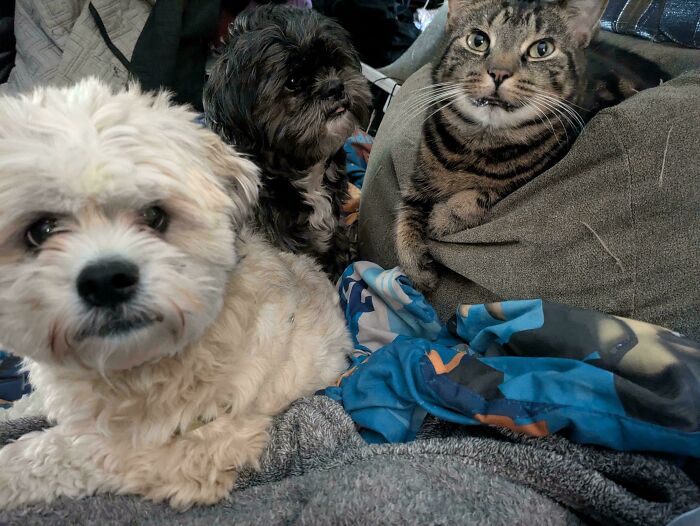 Two dogs and a tabby cat on a cozy blanket, inspiring animal adoption moments.