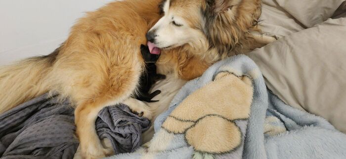 A dog licking its puppy while lying on a bed, surrounded by cozy blankets, showcasing animal adoption bonding.