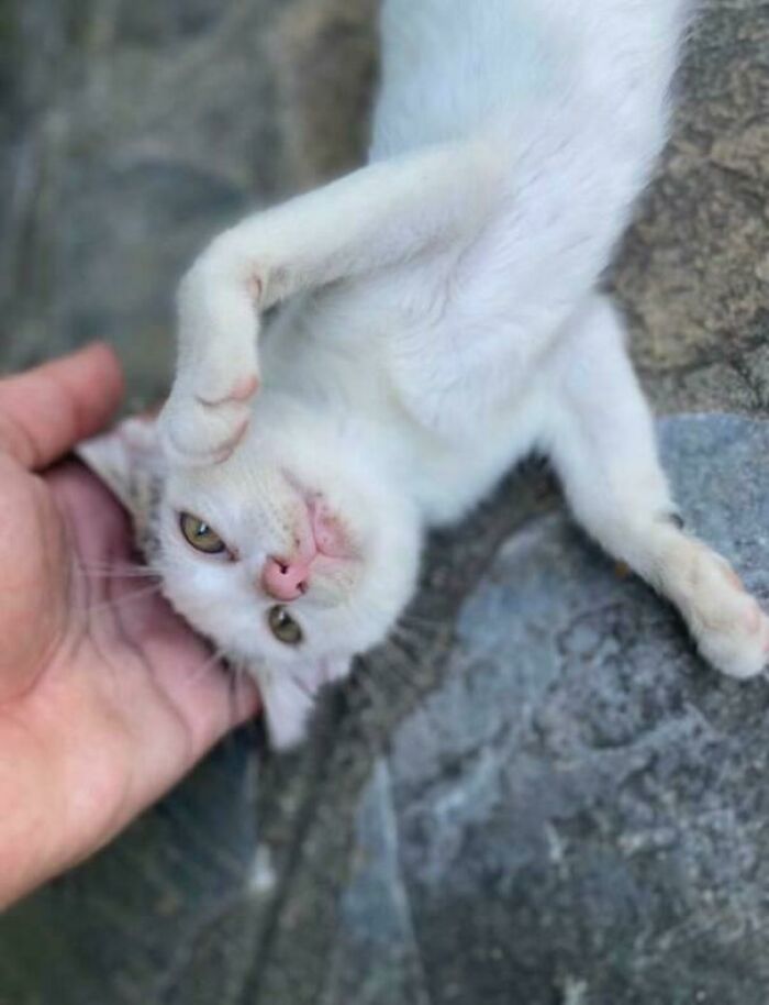 White kitten being petted on a gray stone surface, showcasing a gentle moment of animal adoption potential.