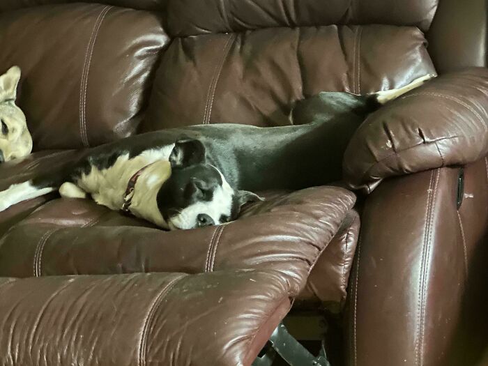 Dog lounging comfortably on a brown leather couch, inspiring animal adoption.