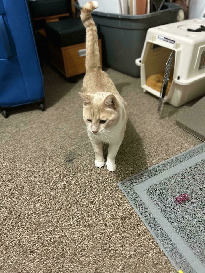 A curious cat exploring its new home after adoption, surrounded by pet carriers and toys.