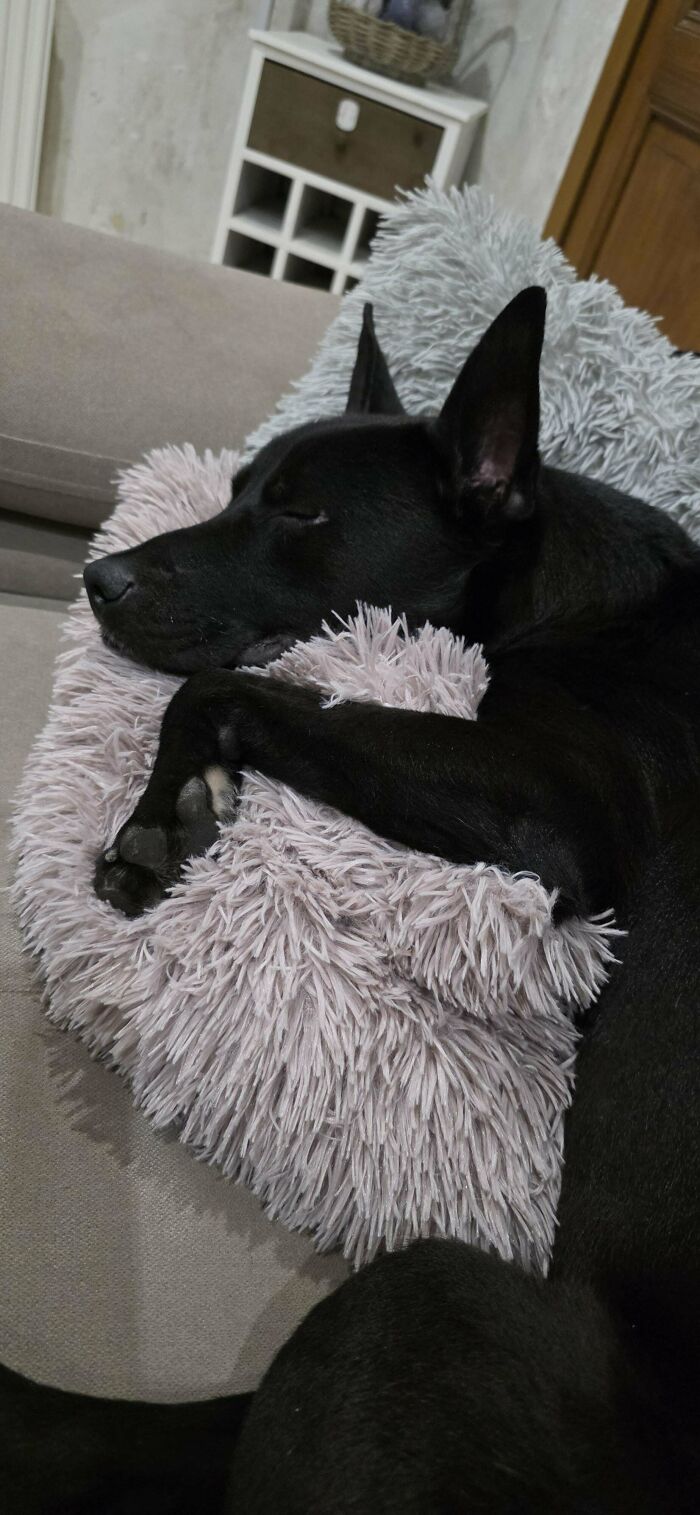 Black dog sleeping on a fluffy cushion, an inspiring animal adoption scene.