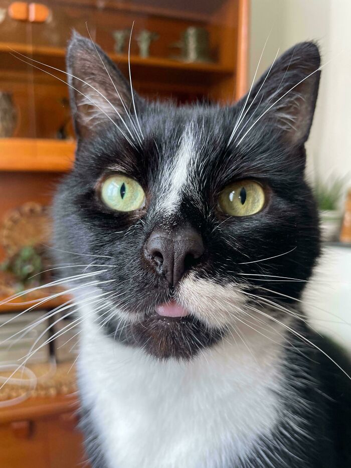 Close-up of a black and white cat with bright eyes and tongue out, perfect for inspiring animal adoption.