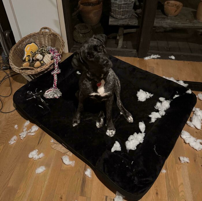 A dog sitting on a bed, surrounded by stuffing, symbolizing the joys of animal adoption.