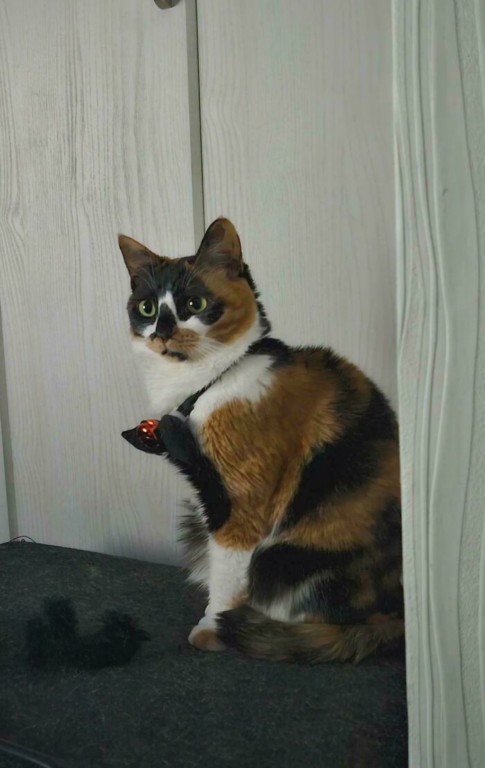 Calico cat with a bell on its collar, seated beside a wooden cabinet, highlighting animal adoption.