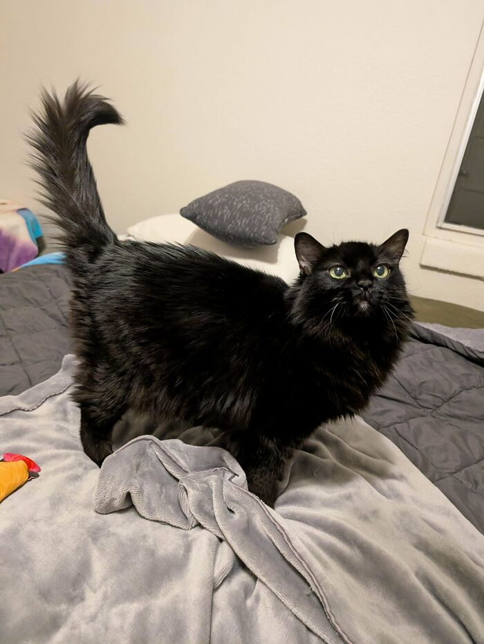 Fluffy black cat standing on a bed, showcasing adorable pet adoption appeal.