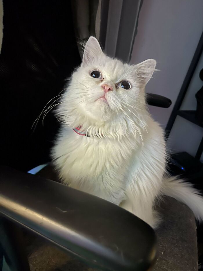 Fluffy white cat sitting on a chair, inspiring animal adoption with its cute expression and soft fur.