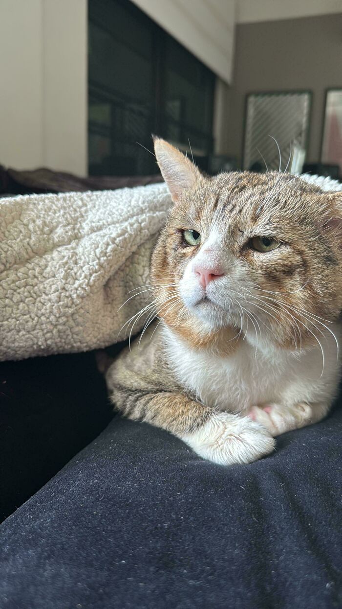 Tabby cat relaxing under a cozy blanket, symbolizing animal adoption and the warmth of a pet-friendly home.